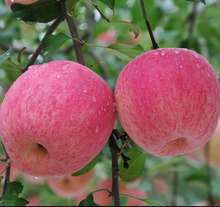 新鲜水果陕西红富士苹果10斤18枚当季水果整箱水晶红富士现摘现发