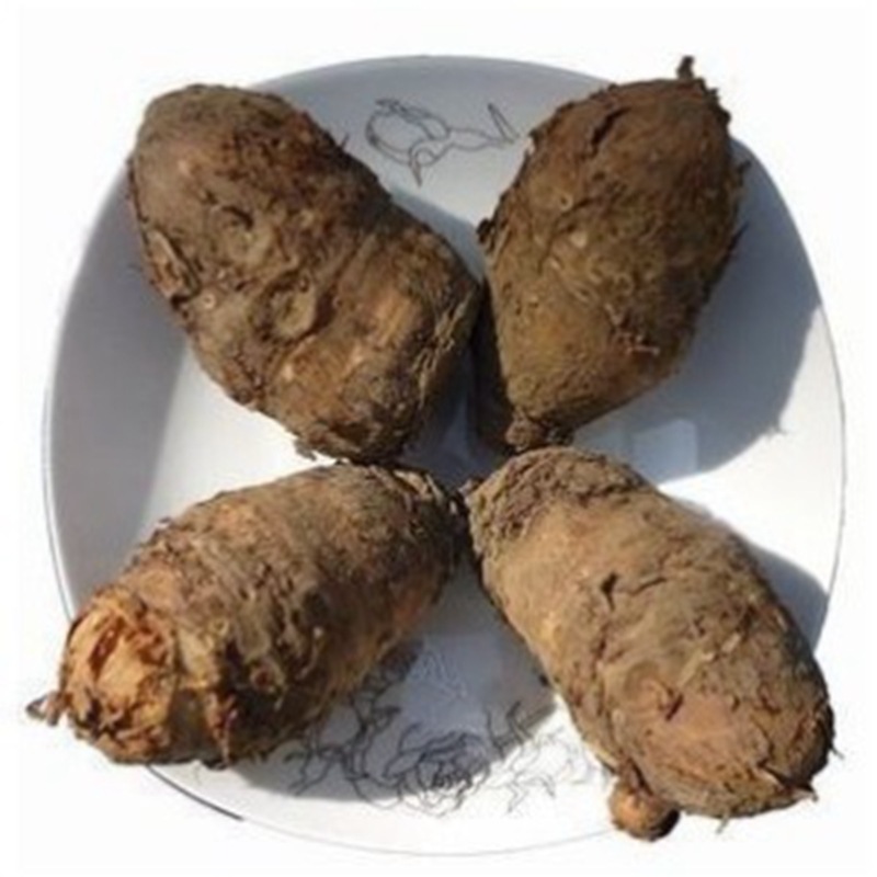 基地批发独角连种球中药材种子大全独脚莲种子滴水参毒丁豆种子