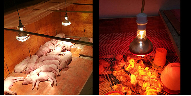 保温灯泡仔猪取暖灯泡养殖场红外线灯泡加厚防爆防水养鸡场加热灯