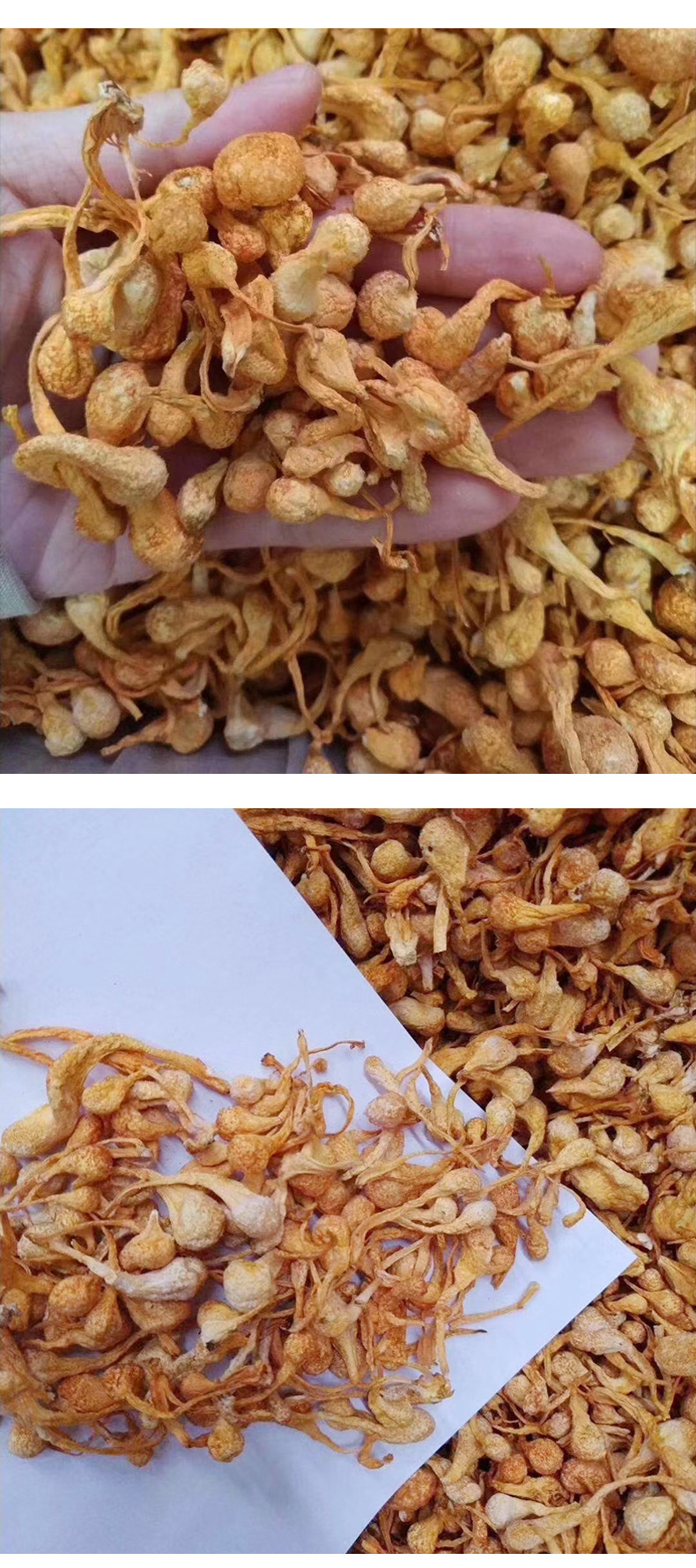 产地直供虫草花孢子头 大孢子头干货虫草花孢子头煲汤料250g批发