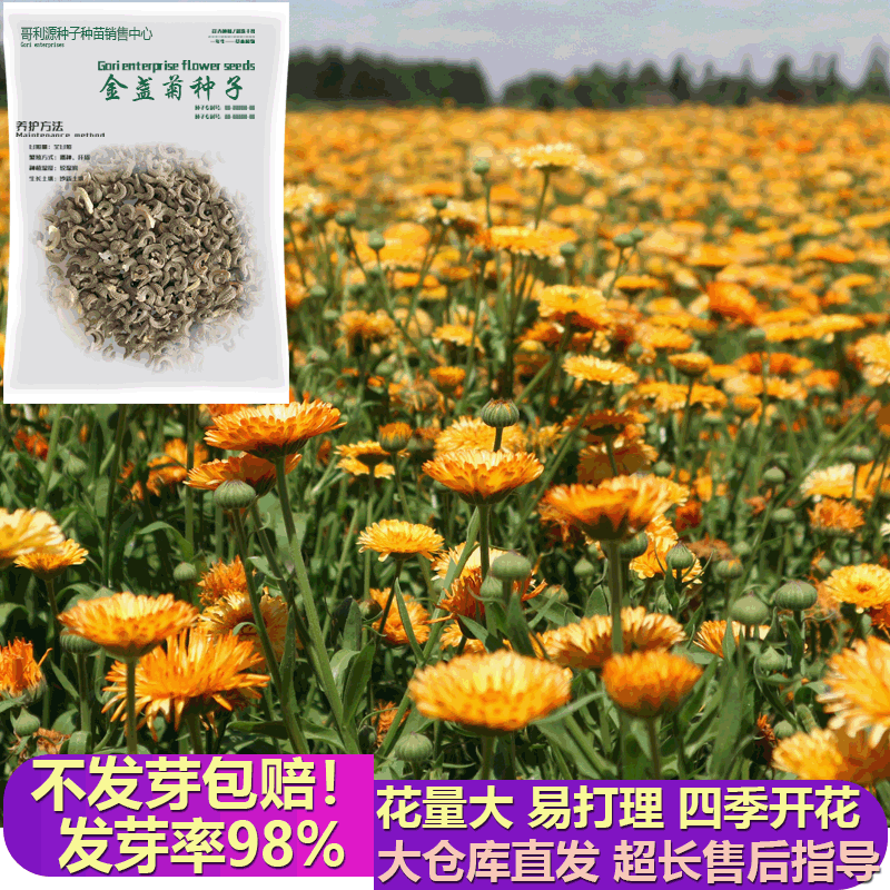 花海景观金盏菊花卉种籽花种花卉种子花量大绿化可试种品种