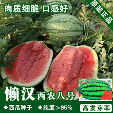西瓜种子西瓜籽水果种子西瓜籽瓜果蔬菜种子菜籽批发公司