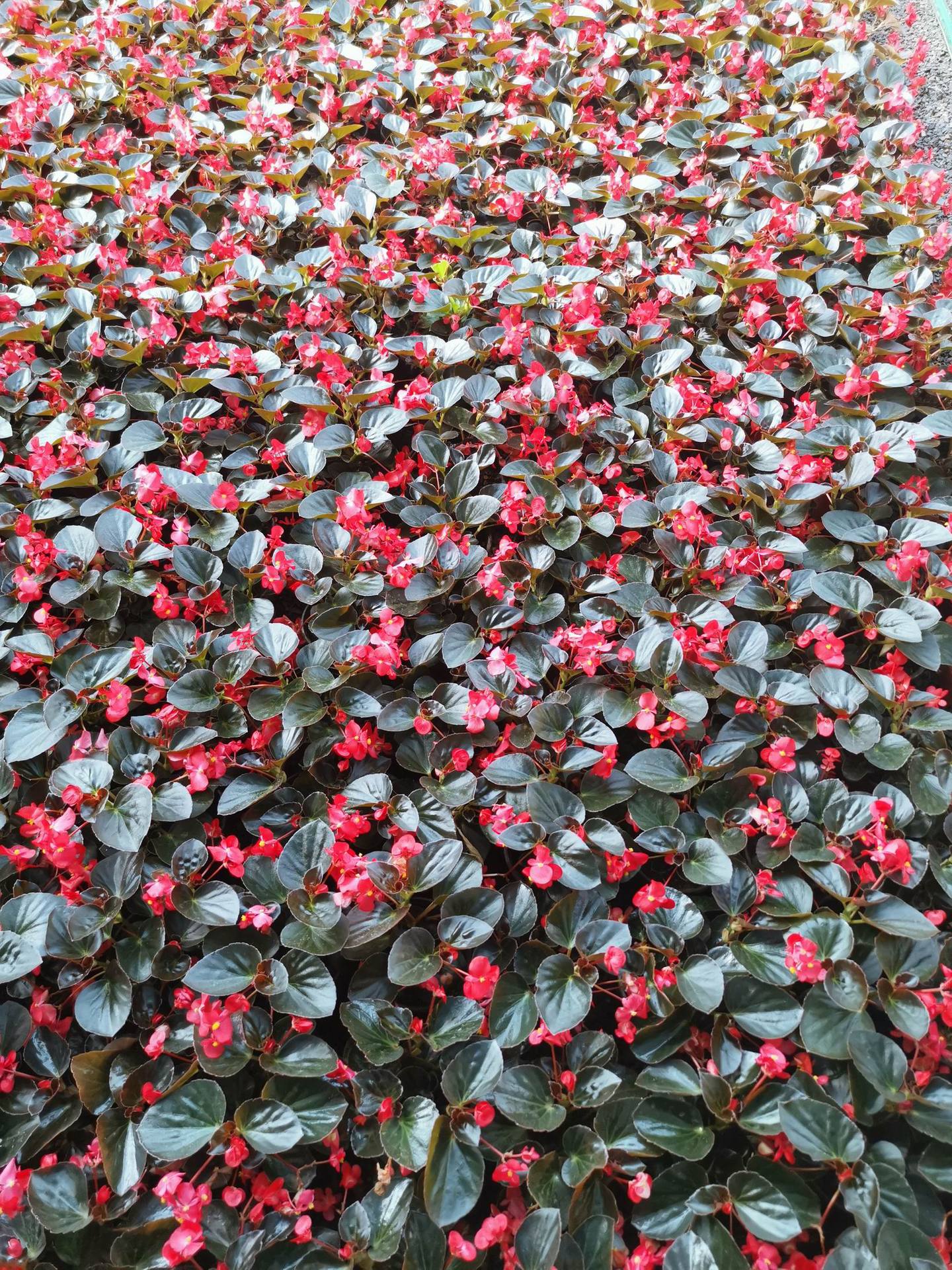 海棠山东花卉基地青州宿根草花基地出售龙翅海棠 大花海棠