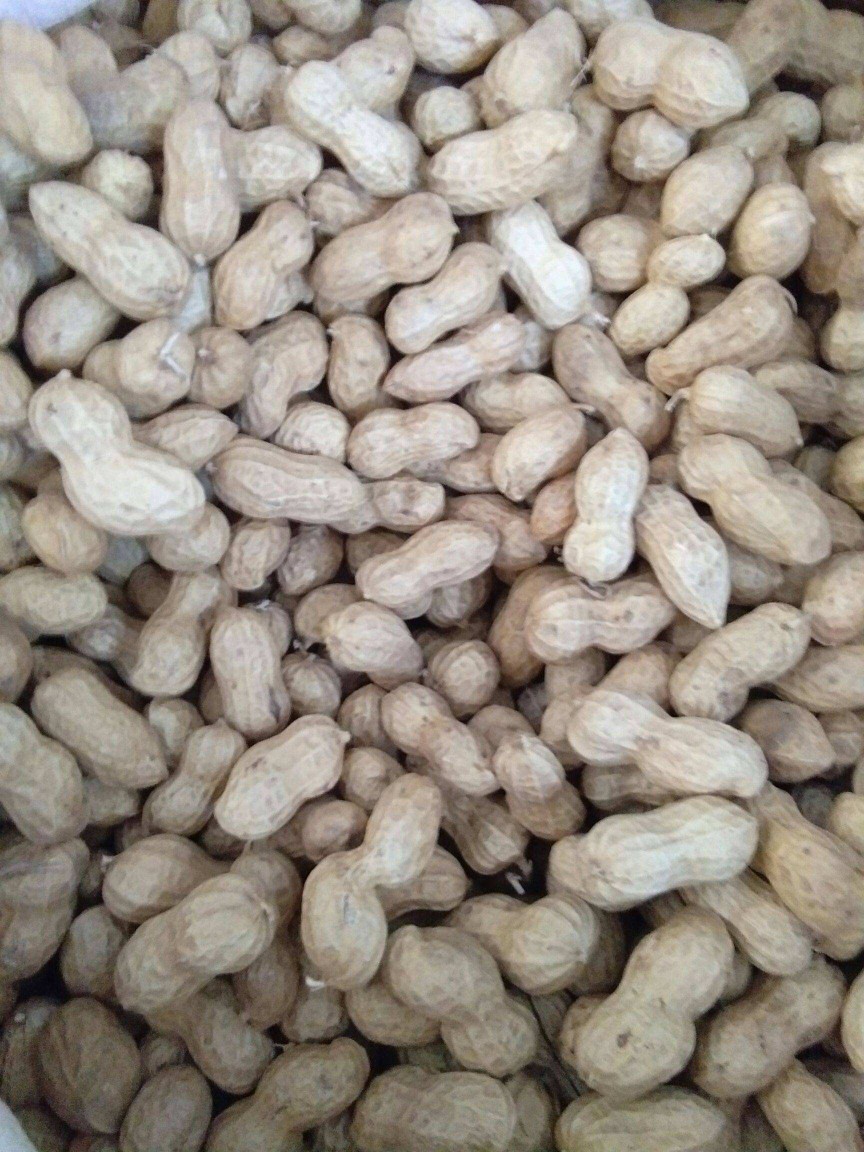 2020年新货散装生花生小籽小日本小珍珠花生带壳农产品花生批发