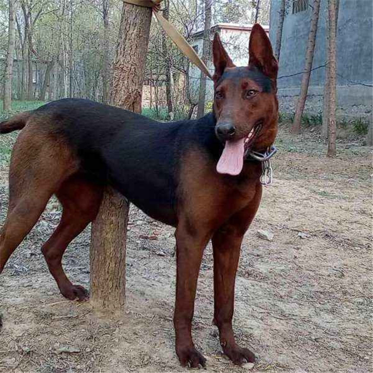 纯种莱州红幼犬活体虎头莱州红犬大型苏联红犬看家护院犬中国红犬