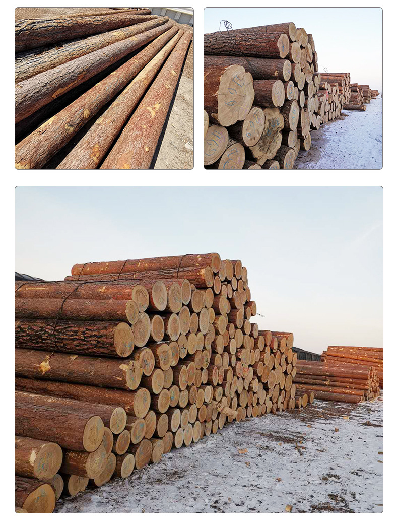 厂家批发俄罗斯樟子松原木 现货定制木材建筑木材樟子松原木