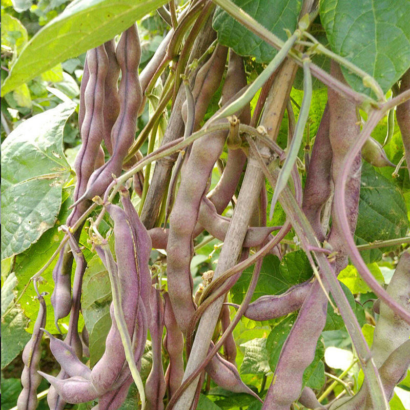 九粒红架豆紫色四季豆春秋四季播蔬菜籽高产紫金架豆角种孑