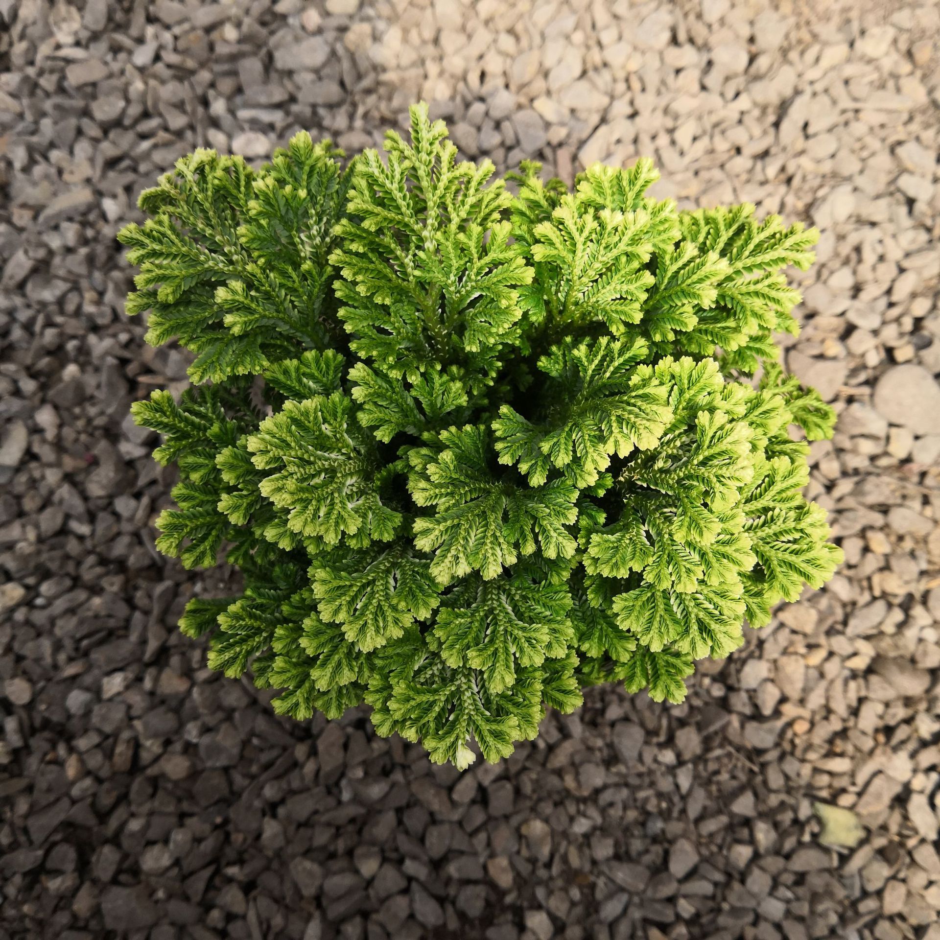 卷柏九死还魂草蕨类盆栽植物 基地大棚 花卉绿植 大量批发优惠