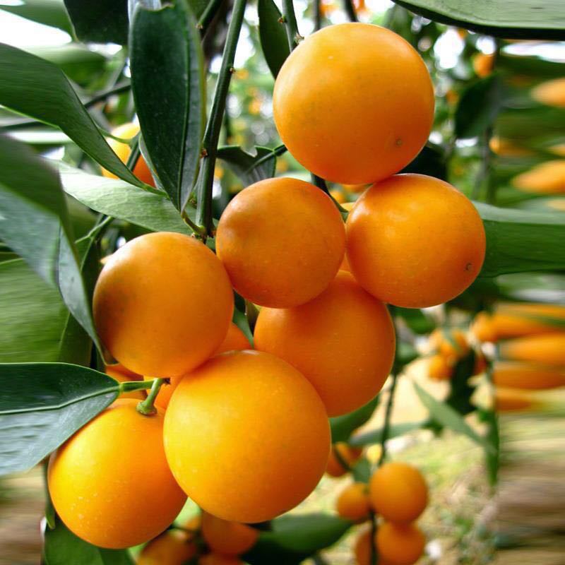 蜜糖金桔脆皮金桔树 嫁接金桔果树苗带泥带叶盆栽金桔苗 基地批发