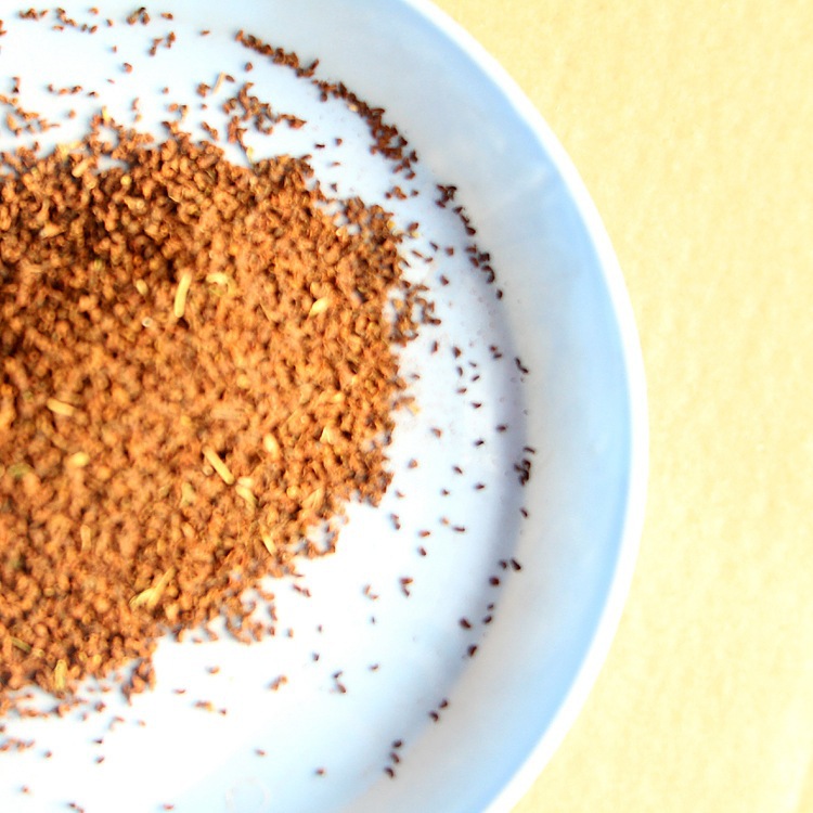 种子毛地黄种子观花植物花草种子价值高易成活