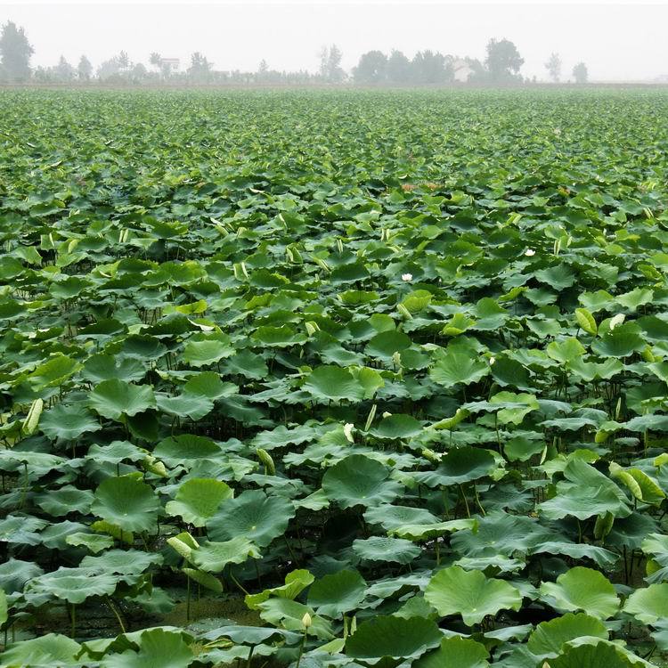 供应藕种——鄂莲五号,3735(原种)-阿里巴巴
