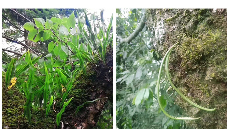 肾精茶化石草茶化石草中药材排化石茶石伟苇批发代发