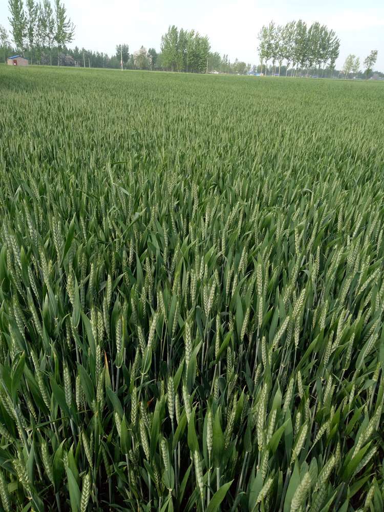 新小麦粒5斤农家自产 磨面做麦酱发麦苗 小麦草种子 带皮麦子种籽