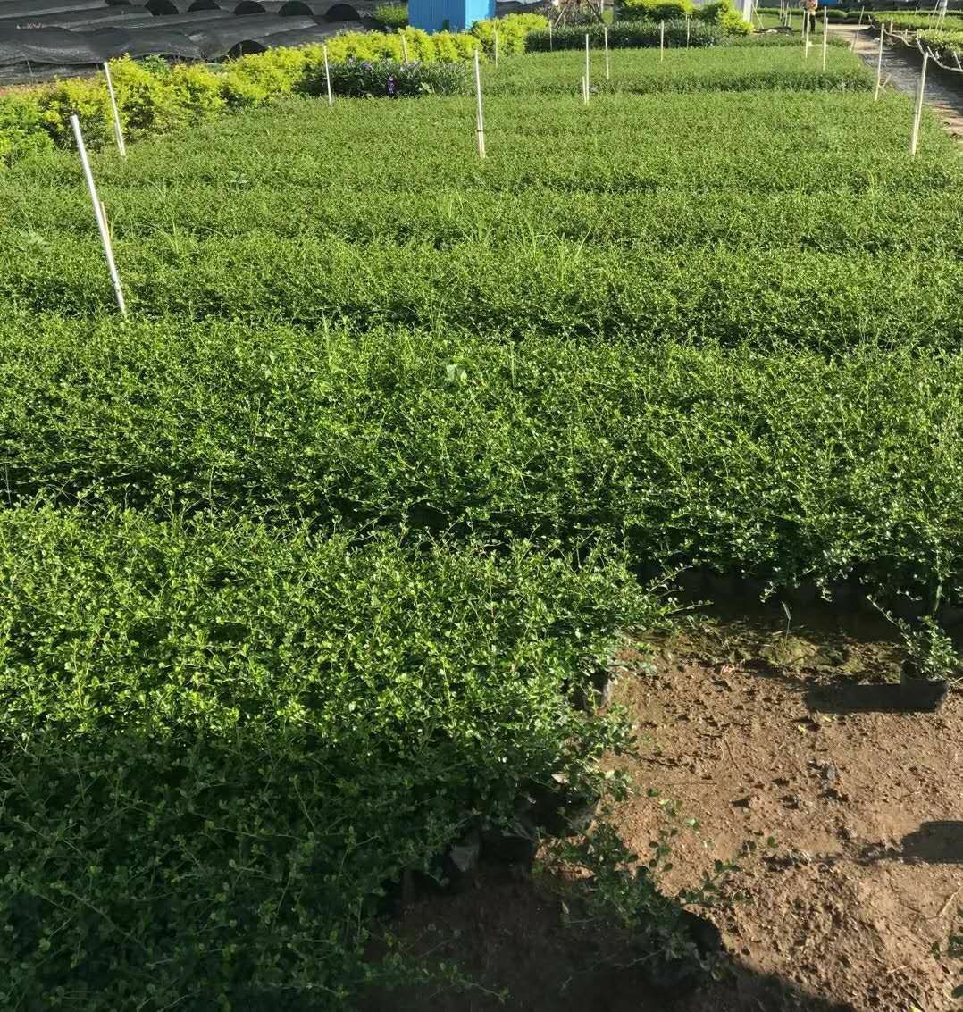 盆栽福建茶1年地被树苗,多种规格,数量充足,绿化工程花苗