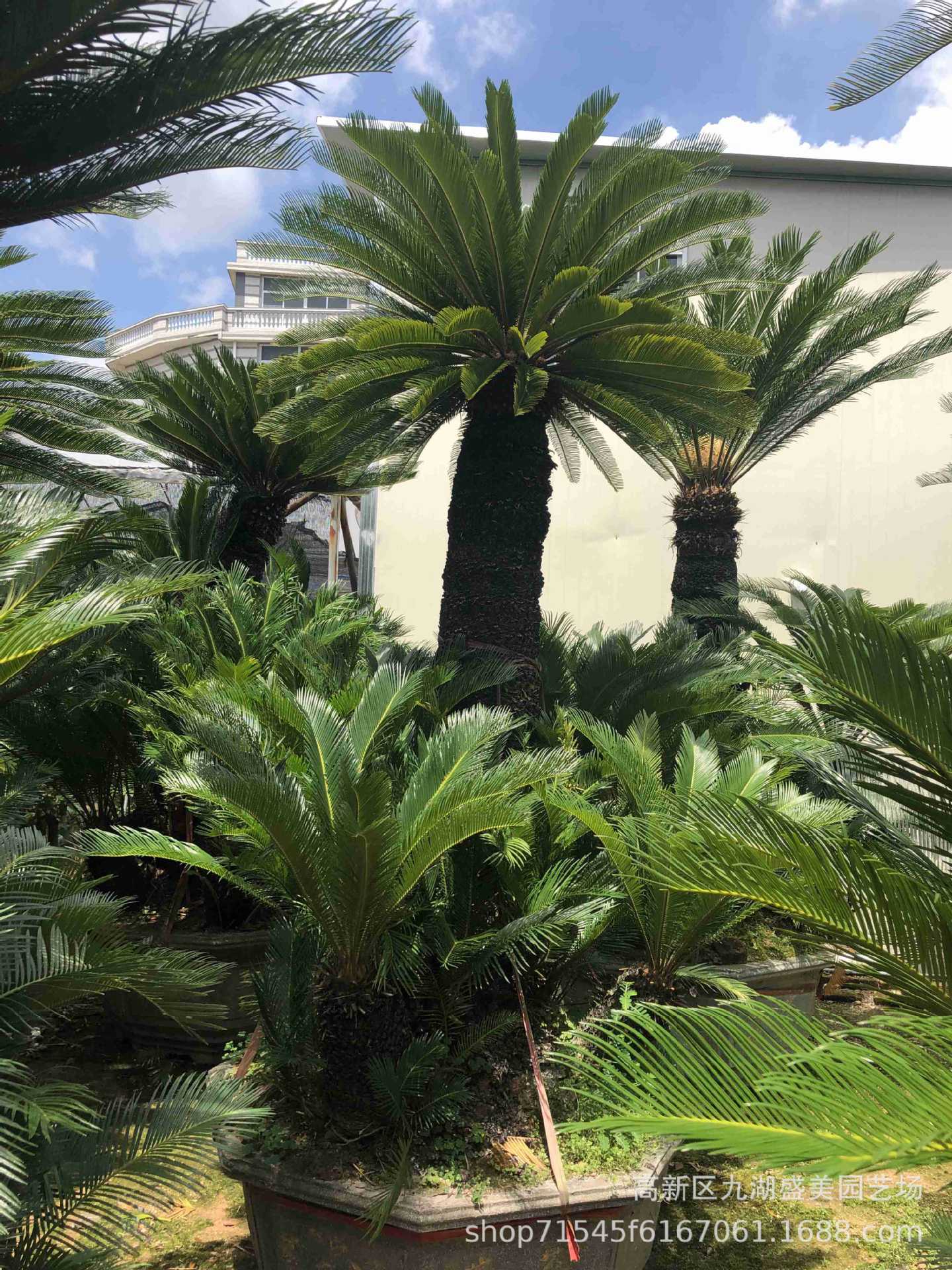 福建苏铁树批发 北京铁树盆景报价 多头大铁树价格 苏铁基地直销