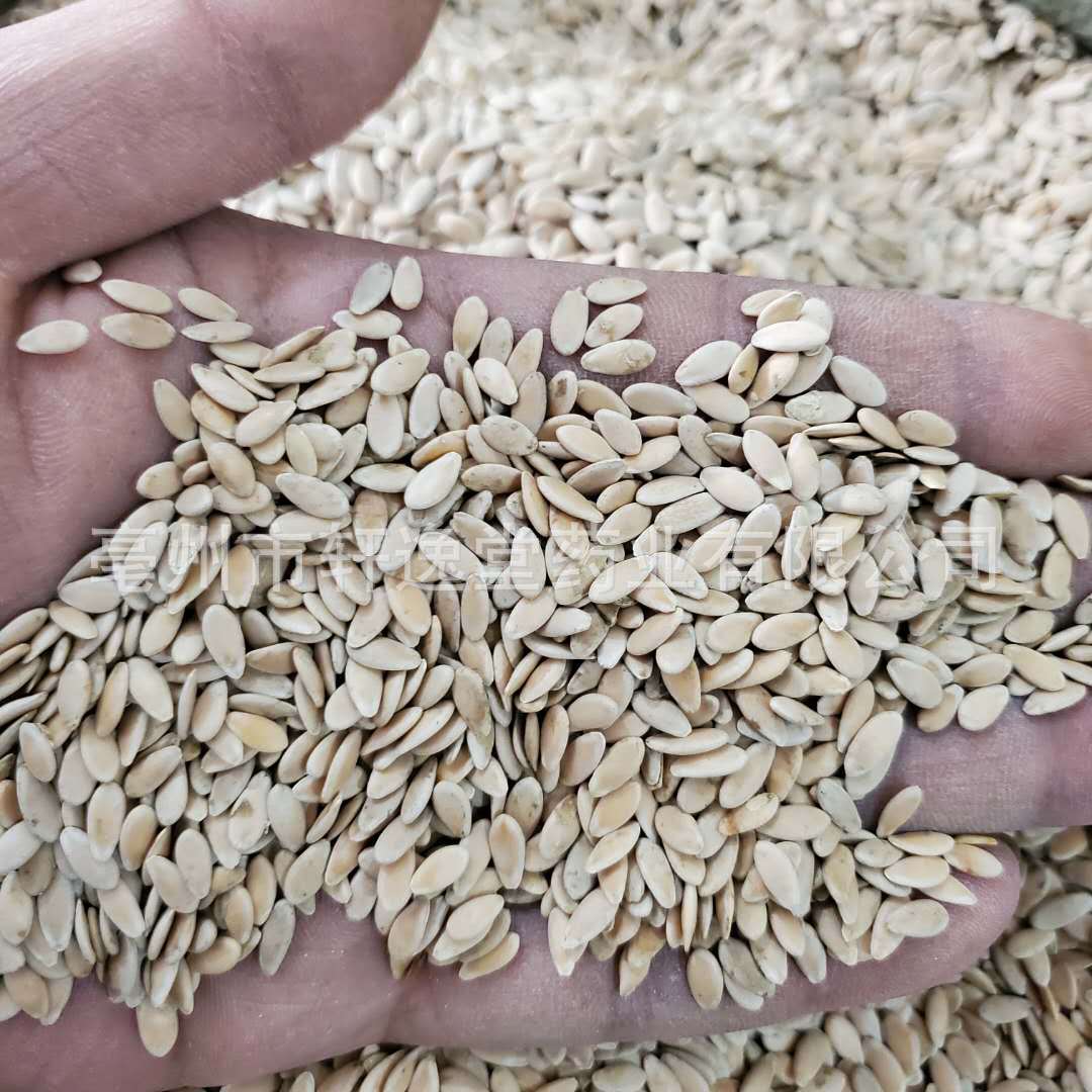 批发中药材 甜瓜籽 甜瓜子 干净无杂 实物拍摄量大优惠