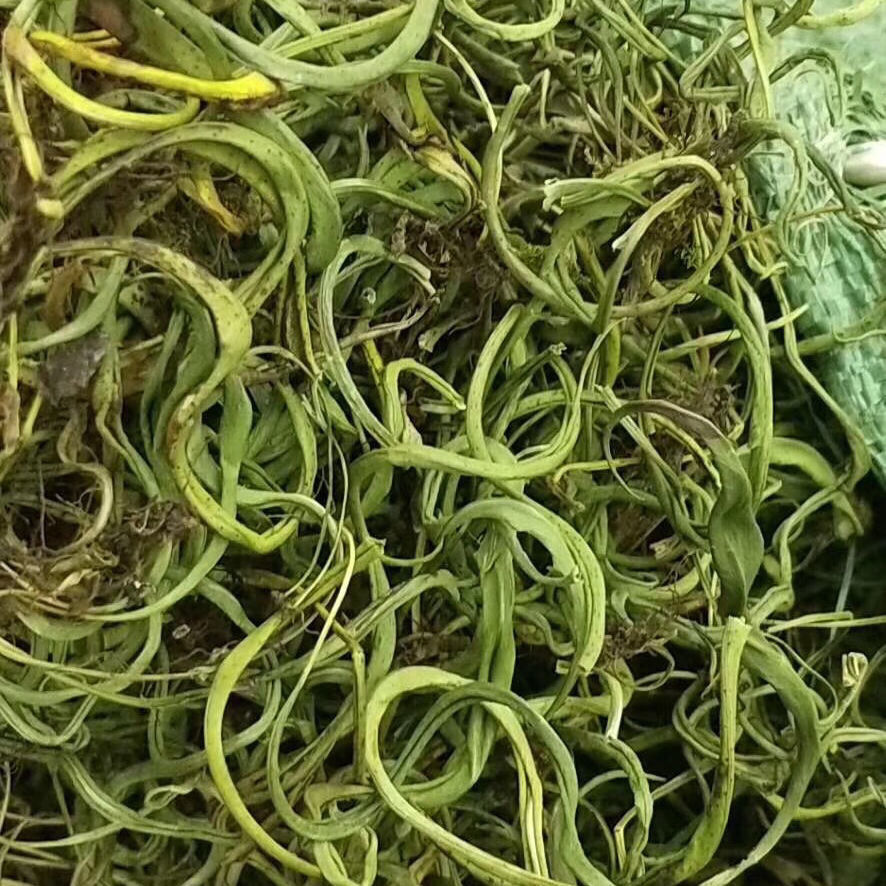 草茶 草 草茶肾精草 云南草包邮