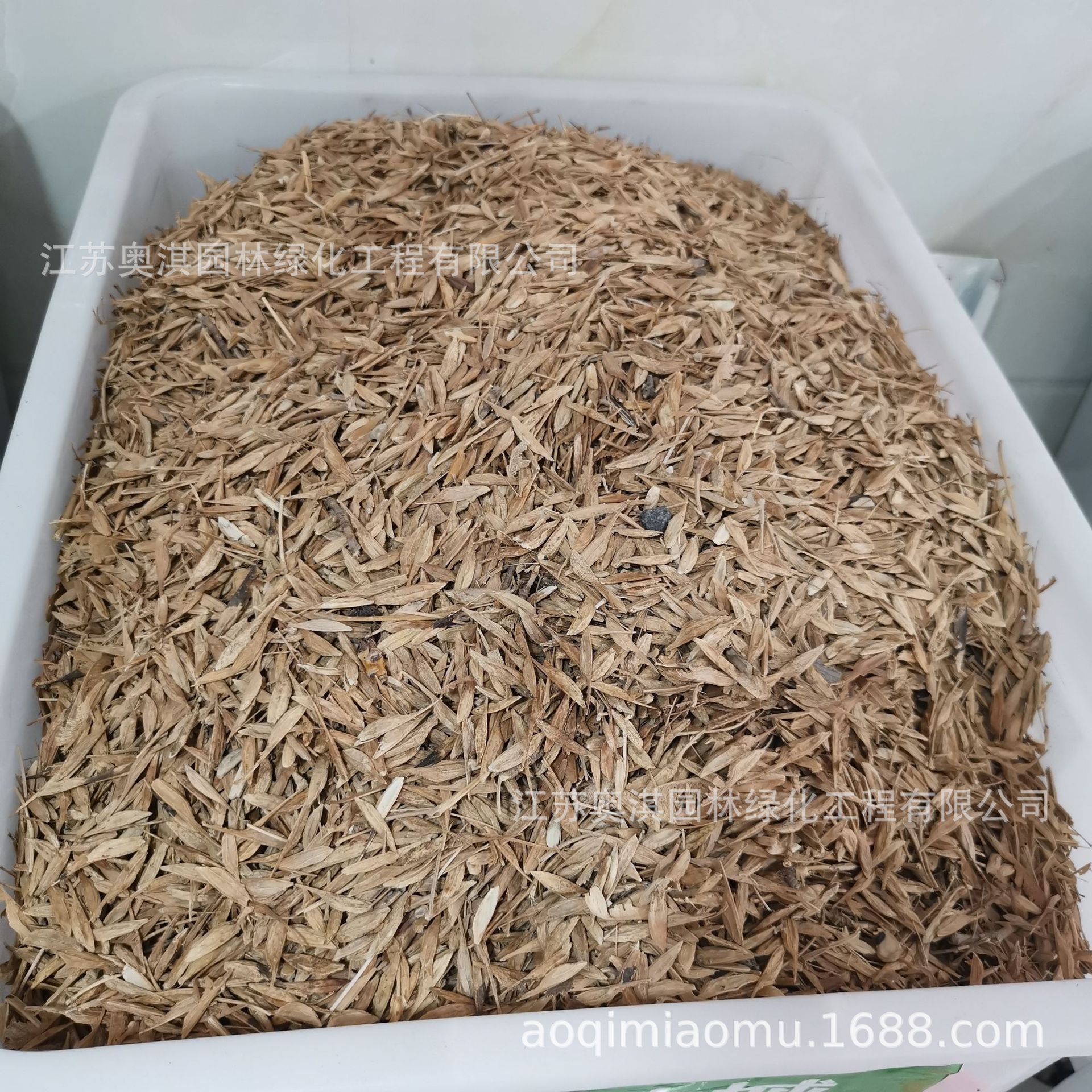 复叶槭种子 金叶复叶槭种子 加拿大糖槭种子 易种新种子 保证质量