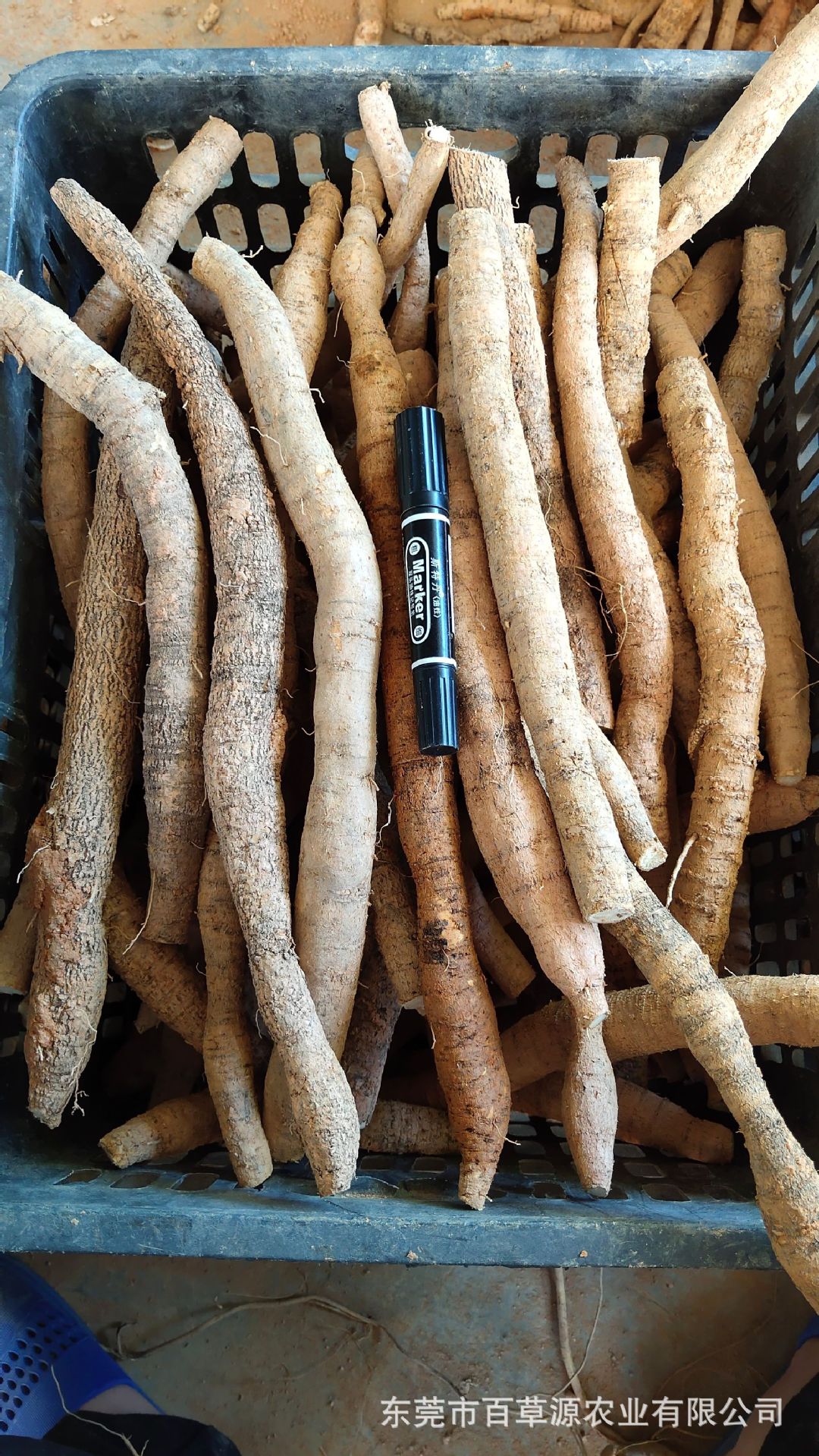 新鲜牛大力薯 粉质牛大力薯批发中药材牛古大力煲汤泡酒料