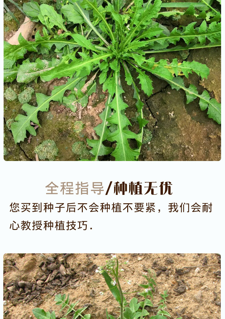 野菜荠荠菜种子 农田菜地田园种植耐寒旱耐瘠荠荠菜籽