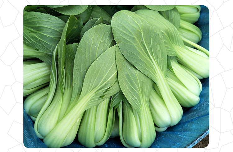 00元 品种         油菜       级别         一级良种       品种