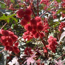 红色蓖麻花卉种子供应  发芽快 开花快 花期长 简单易种 价格实惠