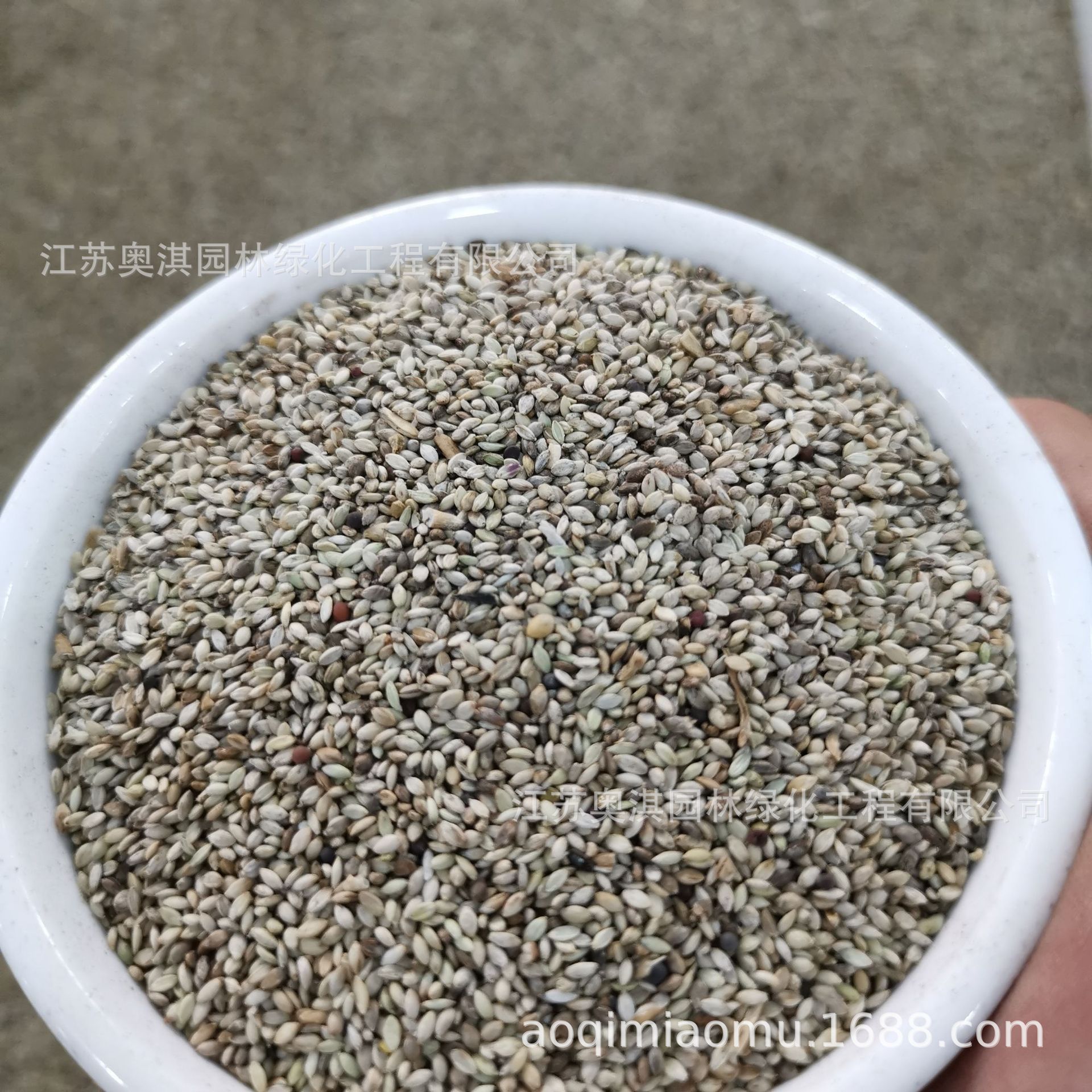 护坡观赏毛毛狗种子 狗尾巴草种子 狗尾草种子 芮草种子 货到付款