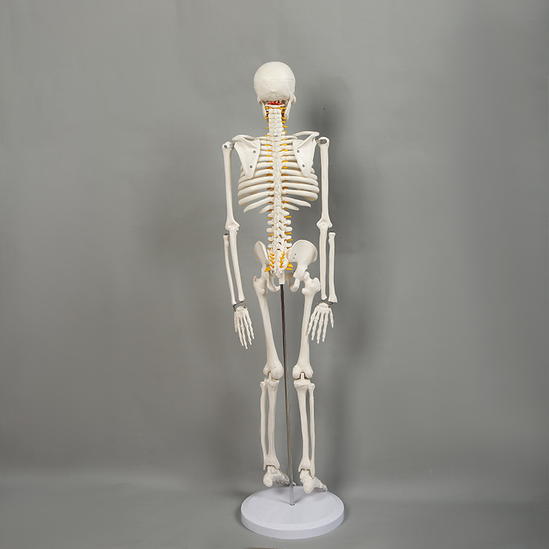 人体骨架标本模型生物教学骷髅脊椎可活动骨架pvc医学骷髅支架