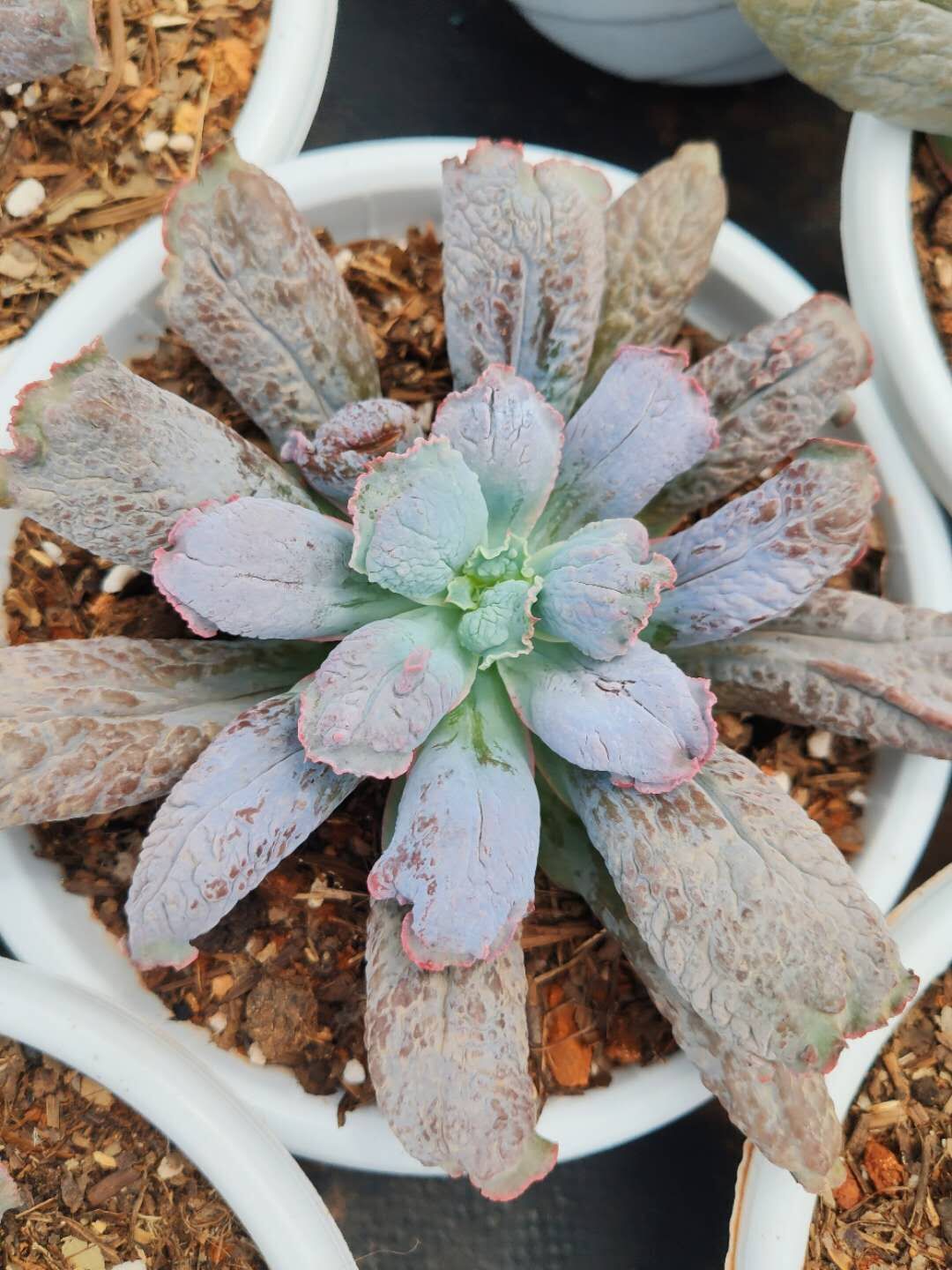 天羽多肉 裸根发 卷叶男爵 大棵 植物 批发大棚 云南基地发货