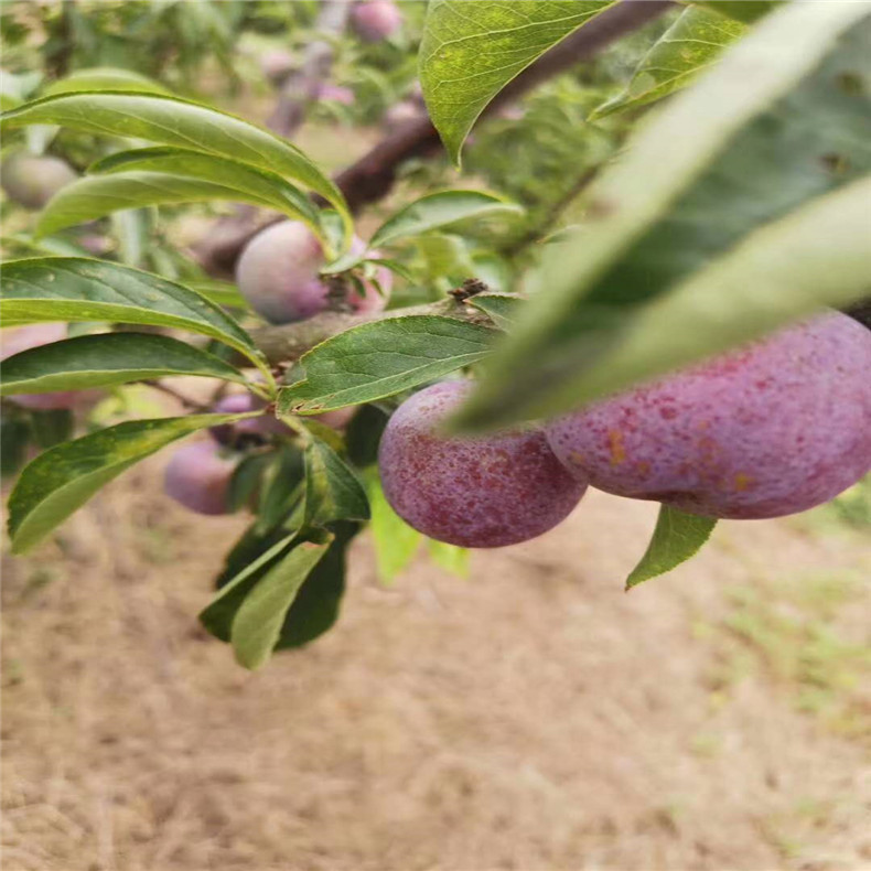 黑霸王李子苗可南北方种植黑霸王李子苗现挖现卖丰产稳丰李子苗