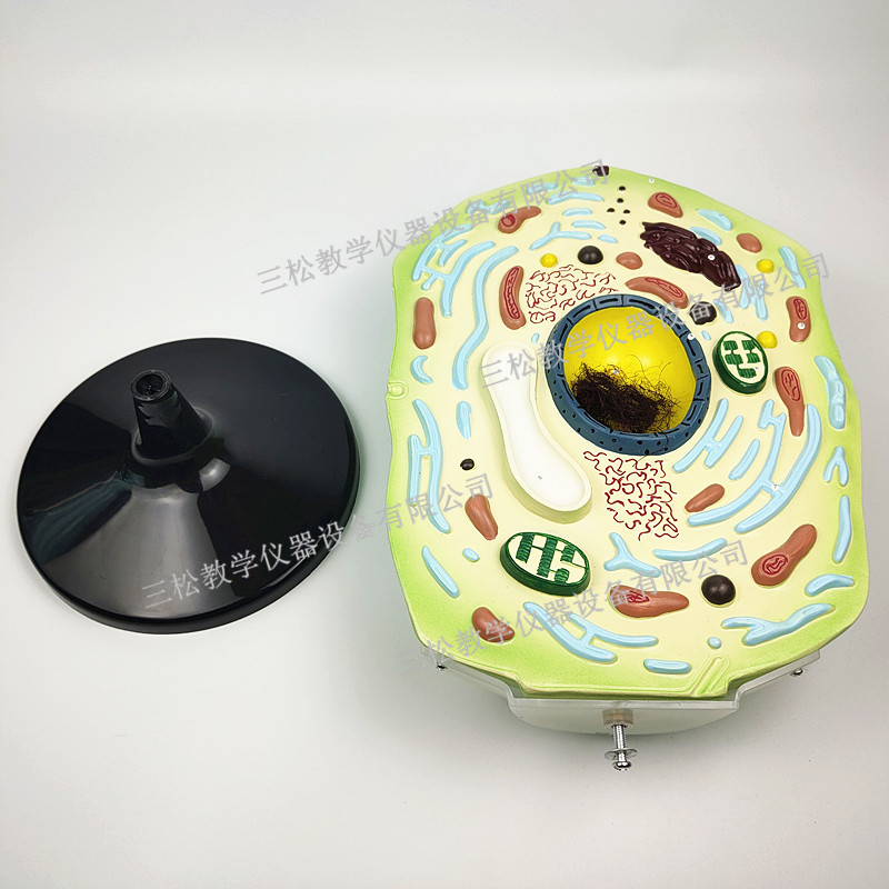 大号植物细胞模型4_副本