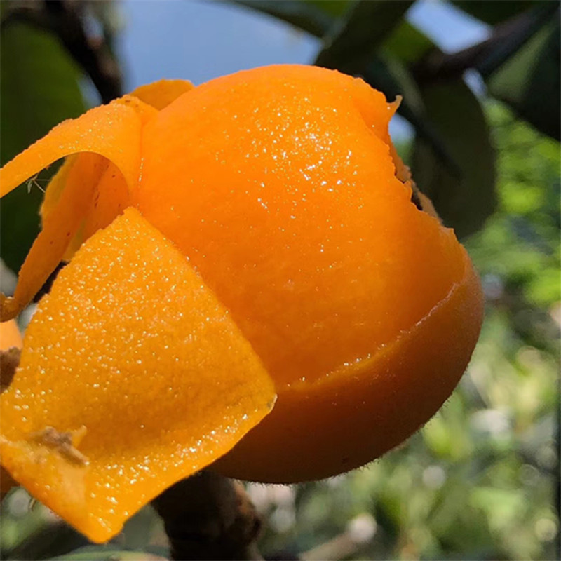 枇杷大五星枇杷-枇杷大五星枇杷厂家,品牌,图片,热帖-阿里巴巴