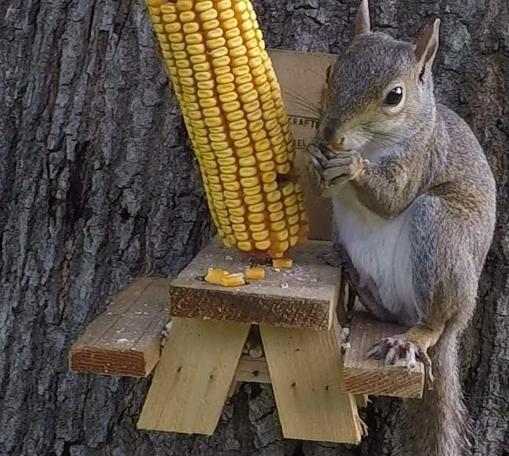 亚马逊定做野生松鼠喂食器玉米棒野餐桌食品架