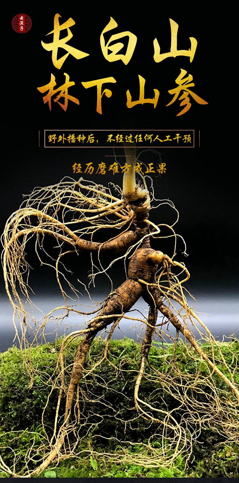 新鲜林下参野山参东北特产老山参泡酒叁长白山20年鲜人参 2箱起批-参