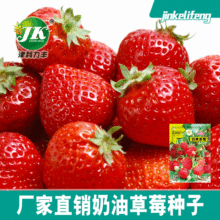 蔬菜种子公司批发四季草莓种子原厂彩包室内阳台盆栽瓜果水果种子