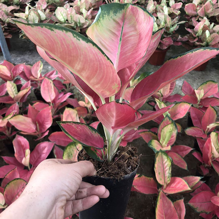 基地直销粗肋草如意皇后贵夫人中国红盆栽年宵花卉红红火火绿植