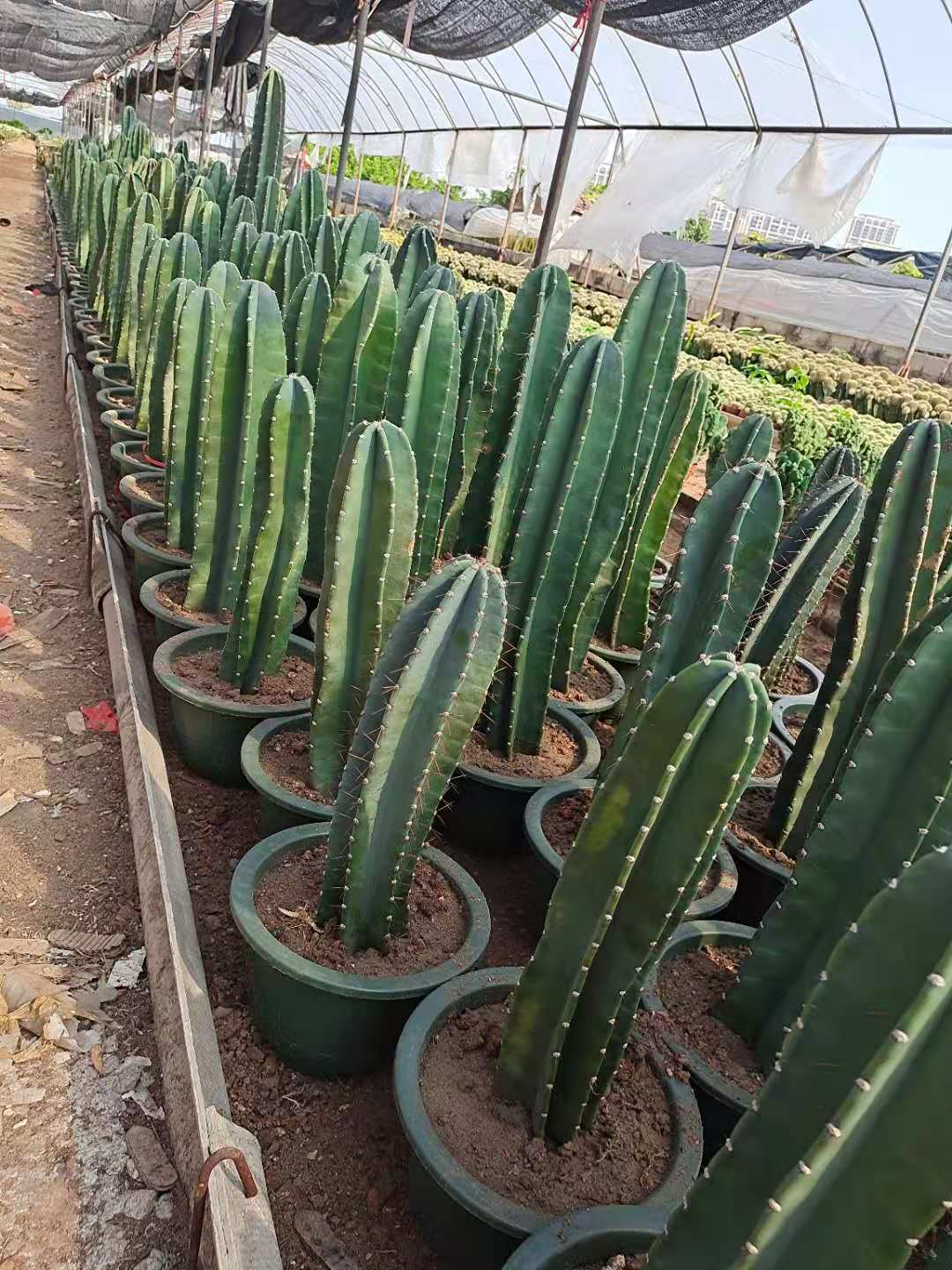 量天尺仙人柱 无刺 开花美观 室内庭院 观赏植物绿植花卉