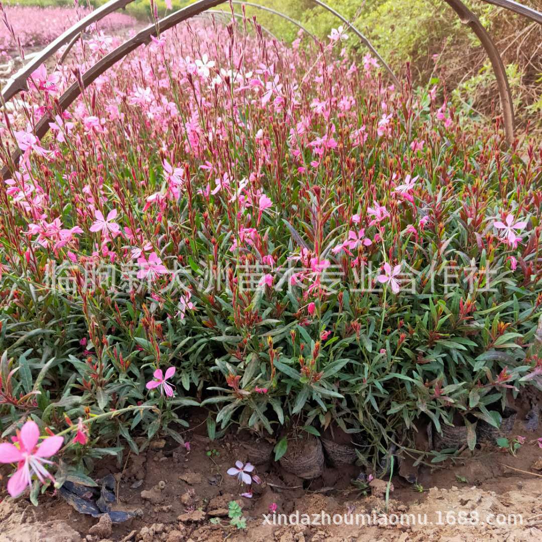 千鸟花花苗批发红花山桃草盆栽 园林点缀山桃草种苗紫叶千鸟花