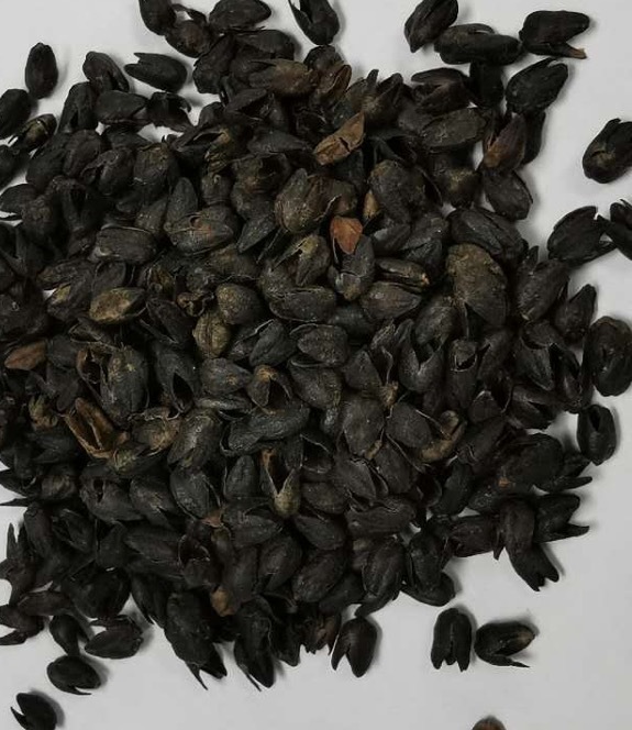 5公斤装黑苦荞壳,买即送标准枕套一个