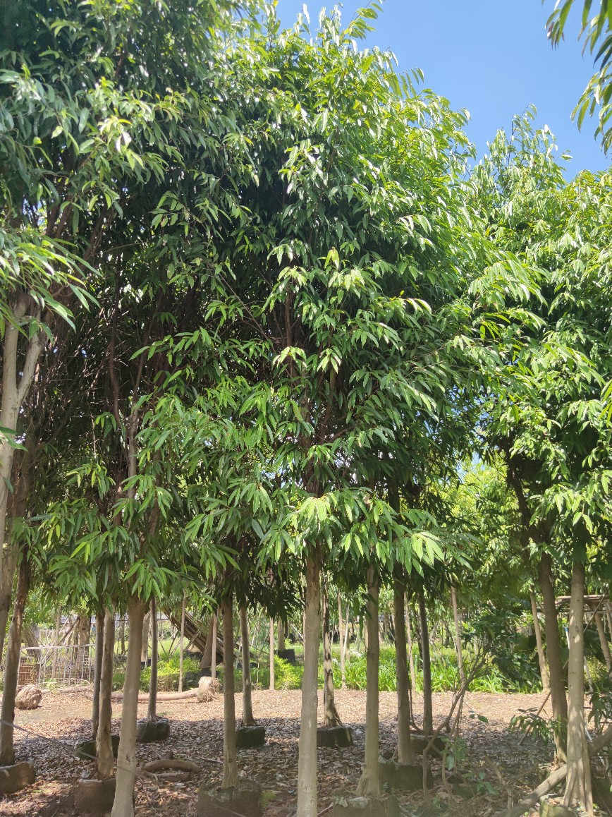 208基地批发 供应 柳叶榕 5-12cm 袋苗 长叶榕 容器苗 园林绿化树