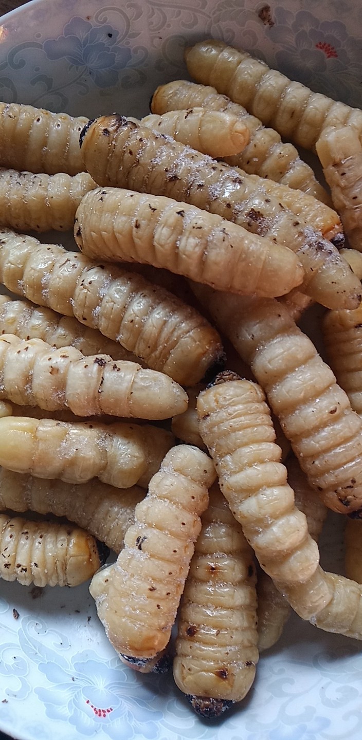 美味冰冻柴虫 木虫 木花 云南特产食用昆虫 烧烤摊美食