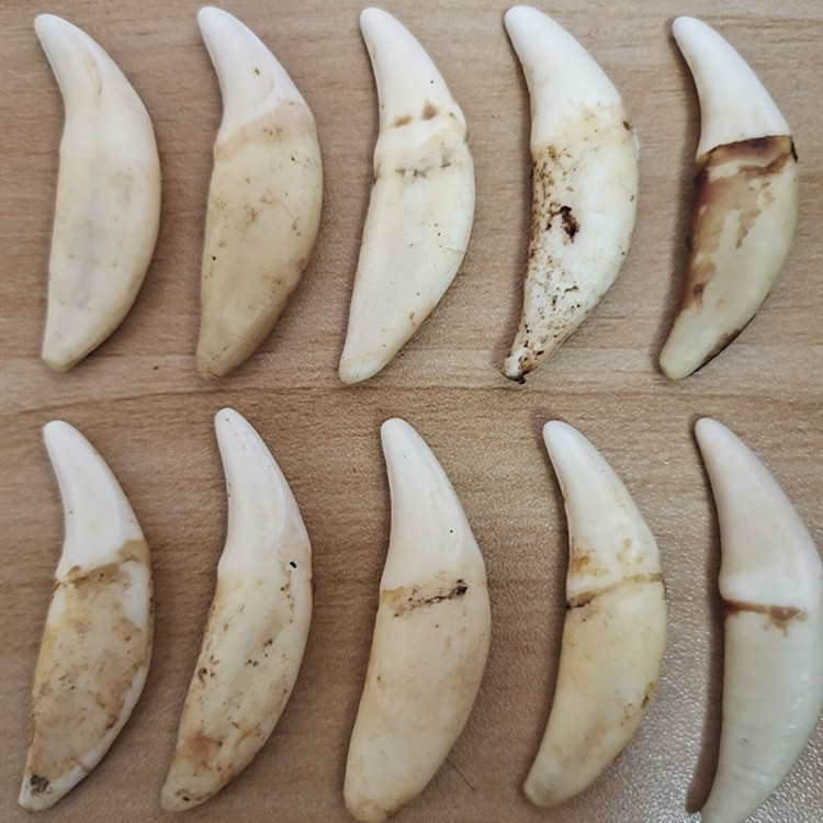 现拔真品藏獒牙儿童黑狗牙项链男女狼牙情侣吊坠婴儿驱鬼避邪饰品