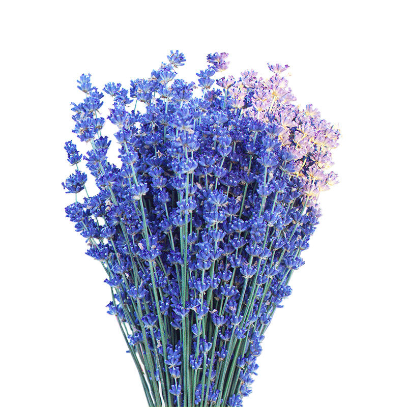 新疆薰衣草干花束英国蓝太空蓝花束插花家居摆放装饰情人节礼物