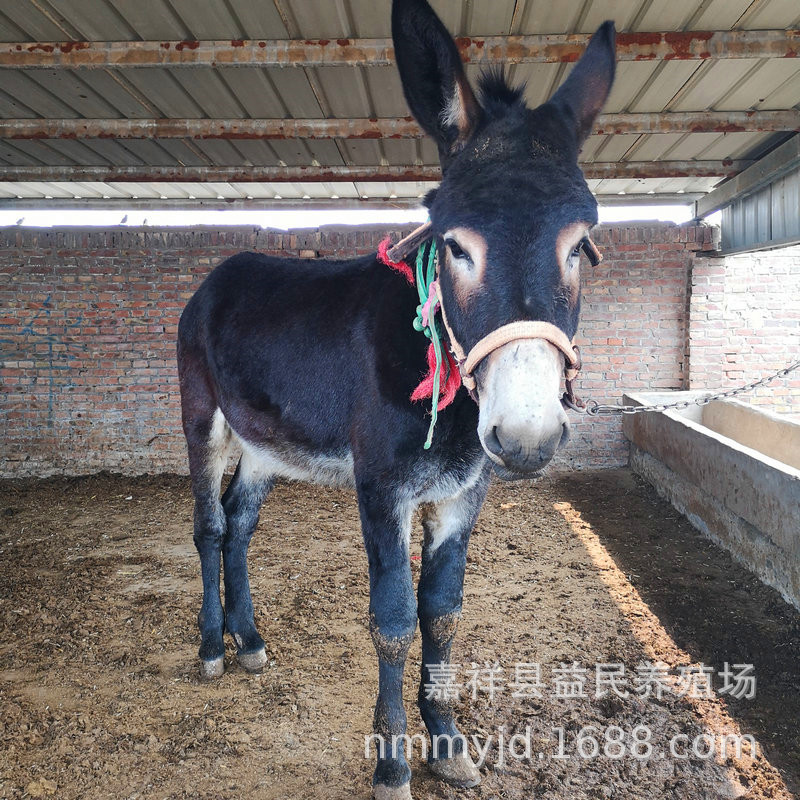 养毛驴的市场前景广阔,肉驴价格稳定,买种驴多少钱-阿里巴巴