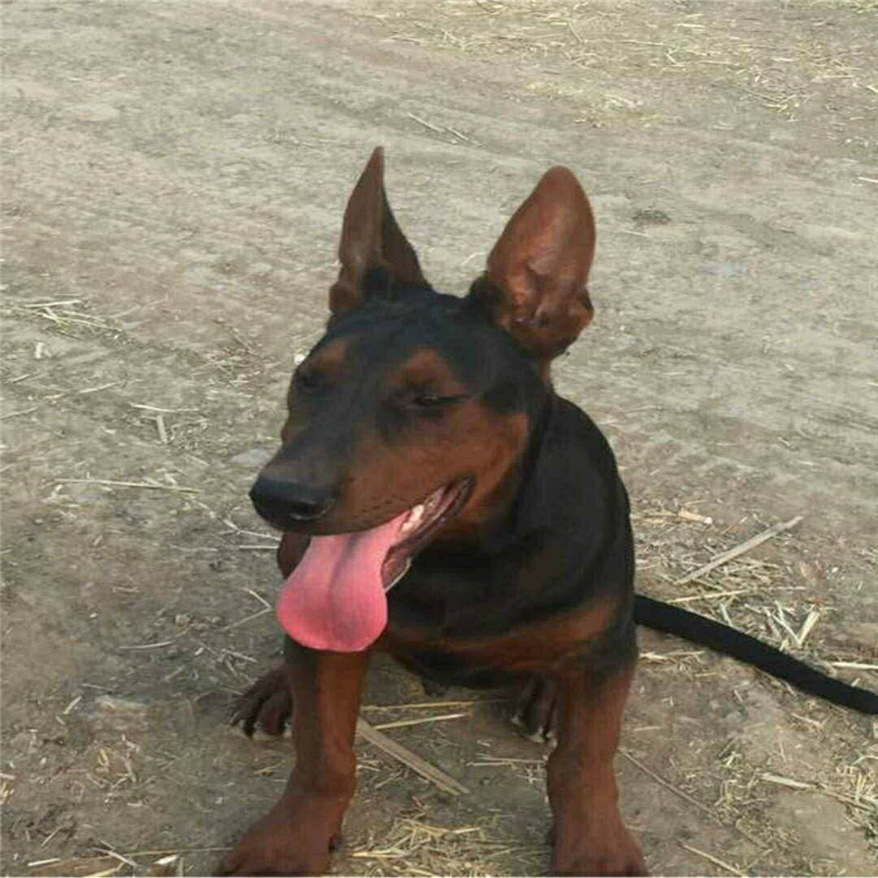 纯种莱州红幼犬活体狼犬护卫犬苏联红幼犬中国红川红红狼犬虎头犬