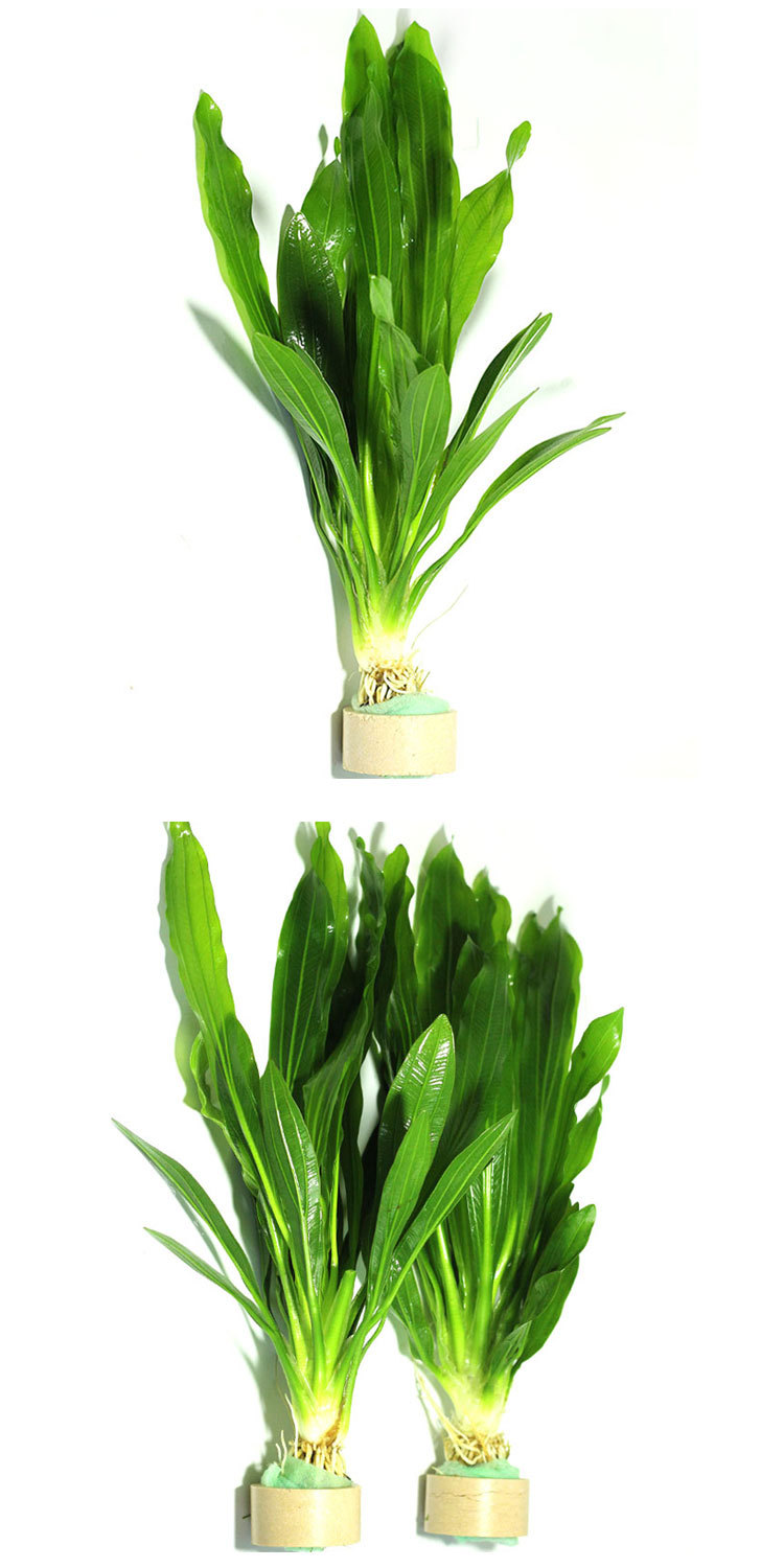 水草活体好养耐植物绿菊大叶绿九冠鱼缸生态原生装饰造景直接入缸