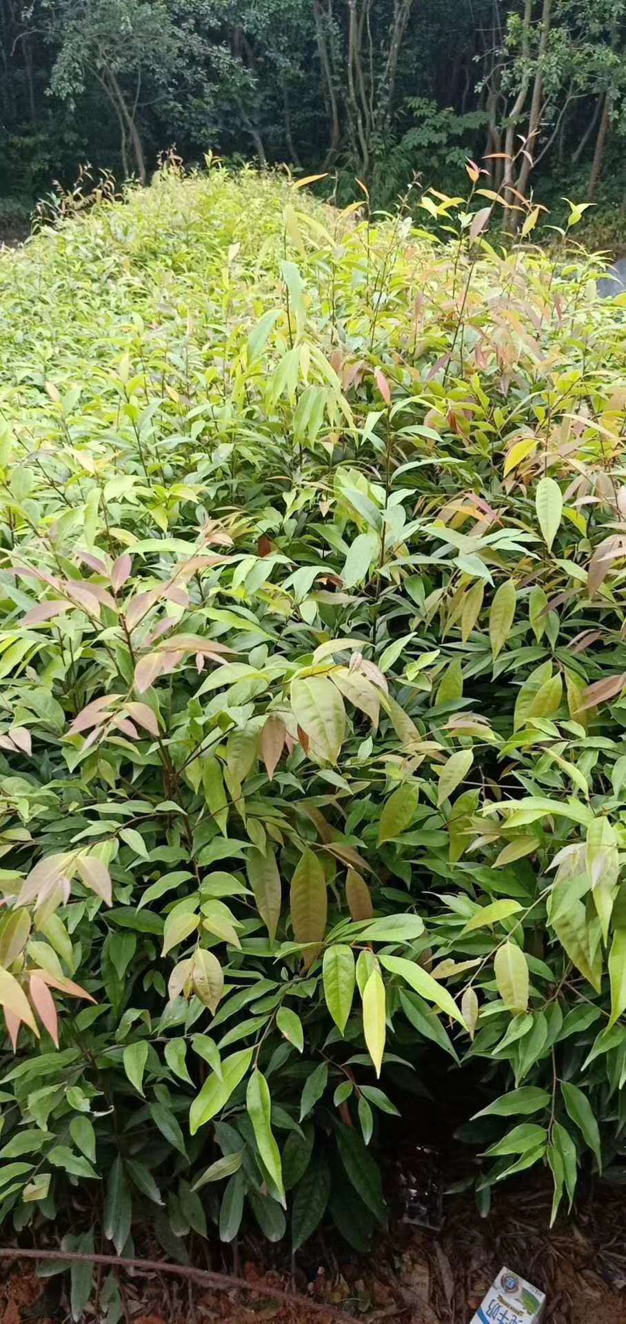 【基地批发】丛生木荷杯苗木荷0.8公分木荷1公分木荷2公分木荷3