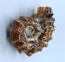 马达加斯加天然羊角螺化石摆件玉化螺