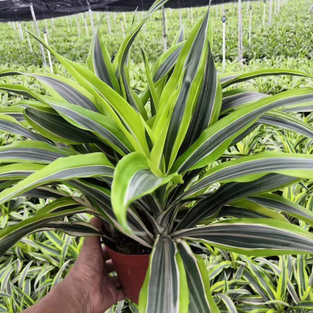 基地直供花卉植物盆栽居家花卉绿化植物盆栽140巴西美人铁