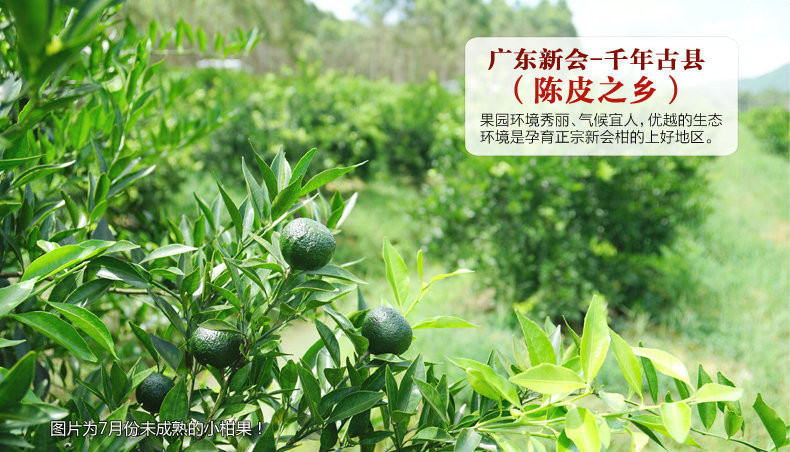 2006年地道新会陈皮 十年老陈皮干 广东特产 陈皮茶 250克罐装